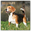 Buchcover Beagles 2021 - 16-Monatskalender mit freier DogDays-App