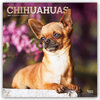 Buchcover Chihuahuas 2021- 16-Monatskalender mit freier DogDays-App