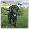 Buchcover Black Labrador Puppies - Schwarze Labradorwelpen 2021 - 16-Monatskalender mit freier DogDays-App