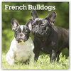 Buchcover French Bulldogs - Französische Bulldoggen 2021 - 16-Monatskalender mit freier DogDays-App