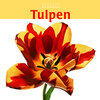 Buchcover Tulpen