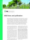Buchcover Wild bees and pollination