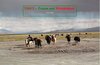 Buchcover Tibet - Traum und Wirklichkeit