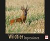 Buchcover Wildtierimpressionen 2013