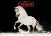 Buchcover Best of Cavallo 2021