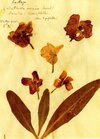 Buchcover Herbarium Postkartenset