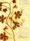 Buchcover Herbarium Postkartenset