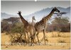 Buchcover Serengeti - auf den Spuren eines Zoologen (Wandkalender 2024 DIN A2 quer), CALVENDO Monatskalender