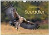 Buchcover Majestätische Seeadler (Wandkalender 2024 DIN A4 quer), CALVENDO Monatskalender