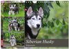 Buchcover Siberian Husky - Welpenstube (Wandkalender 2024 DIN A4 quer), CALVENDO Monatskalender