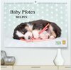 Buchcover Baby Pfoten (hochwertiger Premium Wandkalender 2024 DIN A2 quer), Kunstdruck in Hochglanz