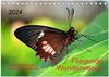 Buchcover Fliegende Wunderwesen. Schmetterlinge weltweit, ganz nah (Tischkalender 2024 DIN A5 quer), CALVENDO Monatskalender