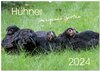 Buchcover Hühner im eigenen Garten (Wandkalender 2024 DIN A2 quer), CALVENDO Monatskalender
