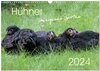 Buchcover Hühner im eigenen Garten (Wandkalender 2024 DIN A3 quer), CALVENDO Monatskalender