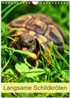 Buchcover Langsame Schildkröten (Wandkalender 2024 DIN A4 hoch), CALVENDO Monatskalender