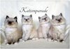 Buchcover Katzenparade (Wandkalender 2024 DIN A2 quer), CALVENDO Monatskalender