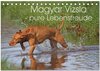 Buchcover Magyar Vizsla - pure Lebensfreude (Tischkalender 2024 DIN A5 quer), CALVENDO Monatskalender