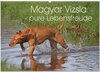 Buchcover Magyar Vizsla - pure Lebensfreude (Wandkalender 2024 DIN A2 quer), CALVENDO Monatskalender