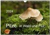 Buchcover Pilze in Wald und Flur (Wandkalender 2024 DIN A4 quer), CALVENDO Monatskalender