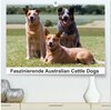 Buchcover Faszinierende Australian Cattle Dogs (hochwertiger Premium Wandkalender 2024 DIN A2 quer), Kunstdruck in Hochglanz