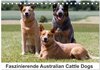 Buchcover Faszinierende Australian Cattle Dogs (Tischkalender 2024 DIN A5 quer), CALVENDO Monatskalender