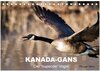 Buchcover KANADA-GANS - Der 'hupende' Vogel (Tischkalender 2024 DIN A5 quer), CALVENDO Monatskalender