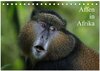 Buchcover Affen in Afrika (Tischkalender 2024 DIN A5 quer), CALVENDO Monatskalender
