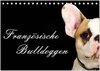 Buchcover Französische Bulldoggen (Tischkalender 2024 DIN A5 quer), CALVENDO Monatskalender