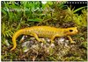Buchcover Salamander und Molche (Wandkalender 2024 DIN A4 quer), CALVENDO Monatskalender