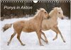 Buchcover Ponys in Aktion (Wandkalender 2024 DIN A4 quer), CALVENDO Monatskalender