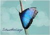 Buchcover Schmetterlinge (Wandkalender 2024 DIN A2 quer), CALVENDO Monatskalender