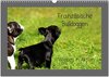 Buchcover Französische Bulldoggen (Wandkalender 2024 DIN A3 quer), CALVENDO Monatskalender