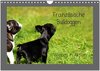 Buchcover Französische Bulldoggen (Wandkalender 2024 DIN A4 quer), CALVENDO Monatskalender