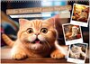 Buchcover Süße Katzen und coole Sprüche (Wandkalender 2025 DIN A3 quer), CALVENDO Monatskalender