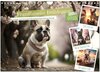 Buchcover Französische Bulldoggen (Wandkalender 2025 DIN A4 quer), CALVENDO Monatskalender