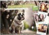Buchcover Französische Bulldoggen (Wandkalender 2025 DIN A3 quer), CALVENDO Monatskalender