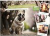 Buchcover Französische Bulldoggen (Wandkalender 2025 DIN A2 quer), CALVENDO Monatskalender