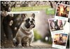 Buchcover Französische Bulldoggen (Tischkalender 2025 DIN A5 quer), CALVENDO Monatskalender