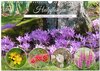 Buchcover Heilpflanzen - Schätze im Garten (Wandkalender 2025 DIN A3 quer), CALVENDO Monatskalender