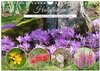 Buchcover Heilpflanzen - Schätze im Garten (Wandkalender 2025 DIN A4 quer), CALVENDO Monatskalender