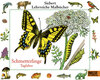 Buchcover Schmetterlinge - Tagfalter