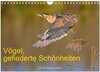 Buchcover Vögel, Gefiederte Schönheiten (Wandkalender 2025 DIN A4 quer), CALVENDO Monatskalender