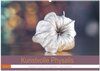 Buchcover Kunstvolle Physalis-Kleine Frucht von großer Faszination (Wandkalender 2025 DIN A2 quer), CALVENDO Monatskalender