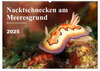 Nacktschnecken am Meeresgrund (Wandkalender 2025 DIN A2 quer), CALVENDO Monatskalender width=