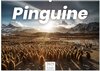 Buchcover Pinguine - Die sympathischen Frack-Träger (Wandkalender 2025 DIN A2 quer), CALVENDO Monatskalender