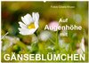 Buchcover Auf Augenhöhe mit Gänseblümchen (Wandkalender 2025 DIN A2 quer), CALVENDO Monatskalender