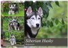 Buchcover Siberian Husky - Welpenstube (Wandkalender 2025 DIN A3 quer), CALVENDO Monatskalender