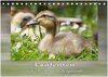 Buchcover Laufenten - tierisch liebenswerte Zeitgenossen (Tischkalender 2025 DIN A5 quer), CALVENDO Monatskalender