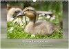 Buchcover Laufenten - tierisch liebenswerte Zeitgenossen (Wandkalender 2025 DIN A3 quer), CALVENDO Monatskalender