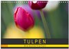 Buchcover Tulpen - die bunte Vielfalt (Wandkalender 2025 DIN A4 quer), CALVENDO Monatskalender